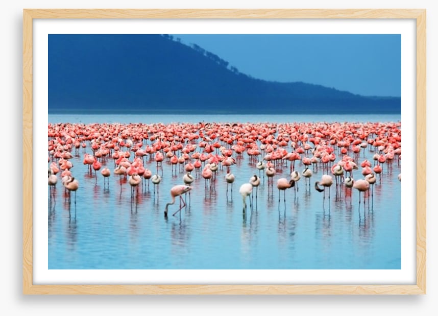 Flamingo lake