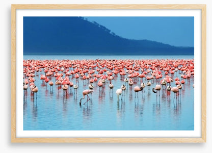Flamingo lake