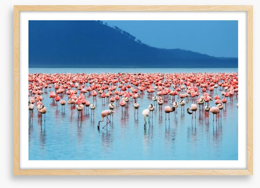 Flamingo lake