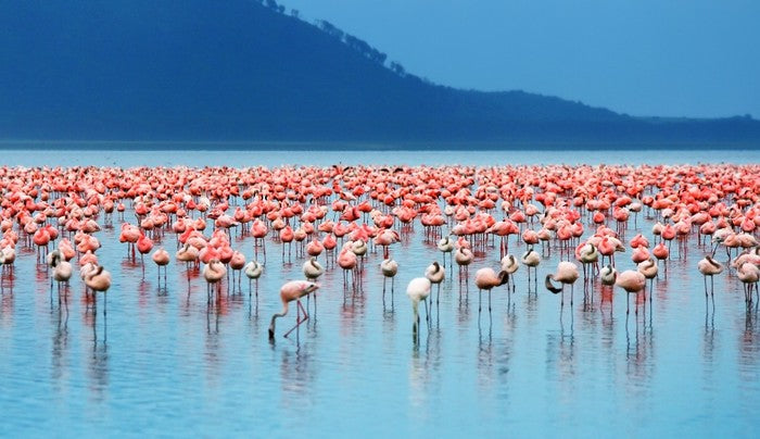Flamingo lake