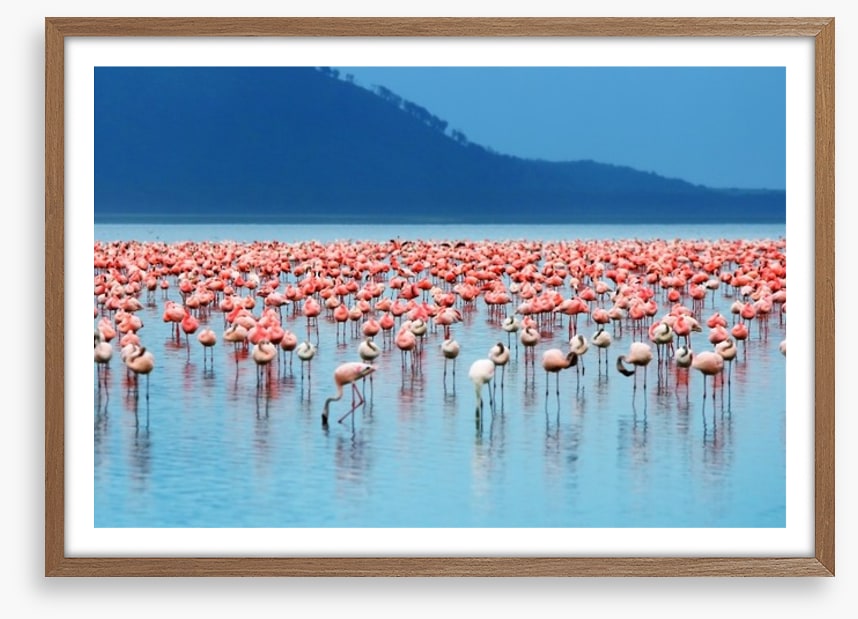 Flamingo lake