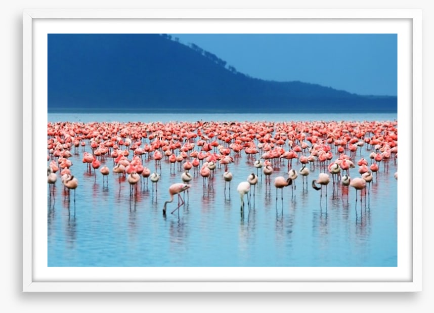 Flamingo lake
