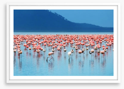 Flamingo lake