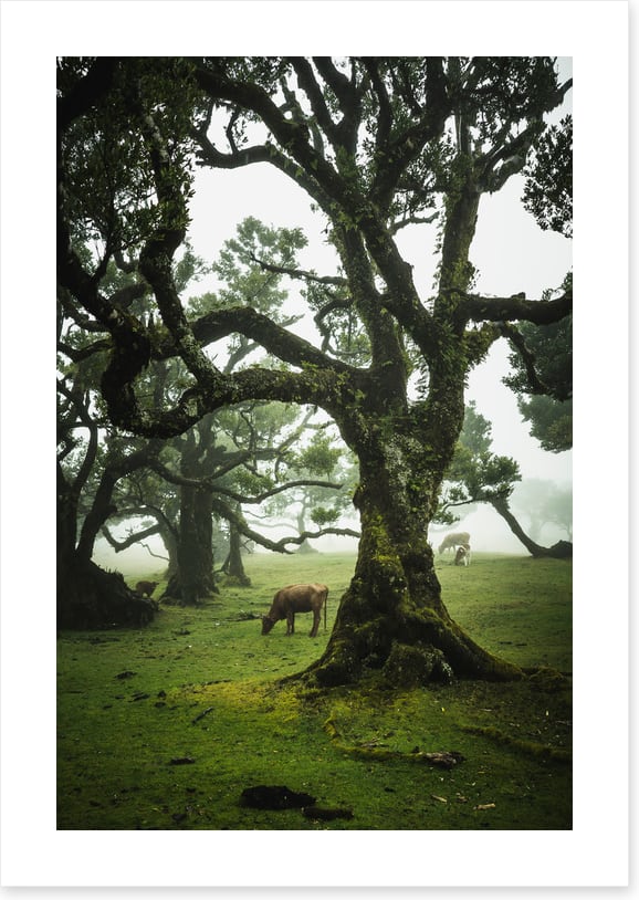 Trees