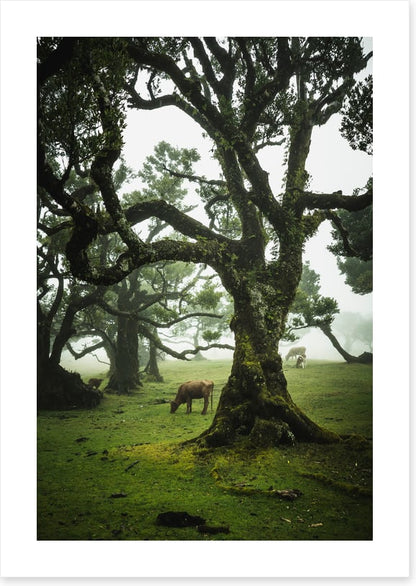 Trees