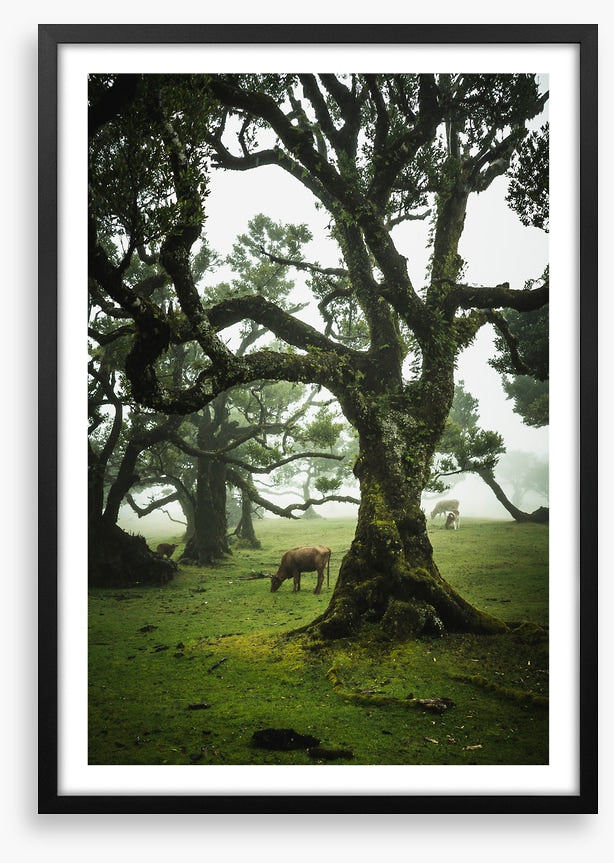 Trees