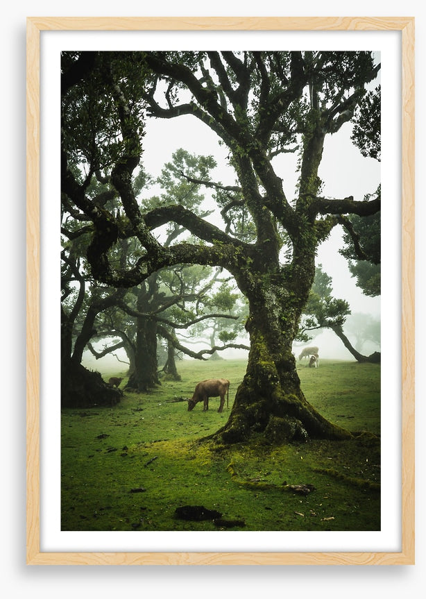 Trees