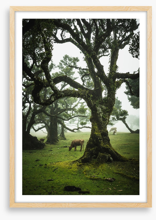 Trees