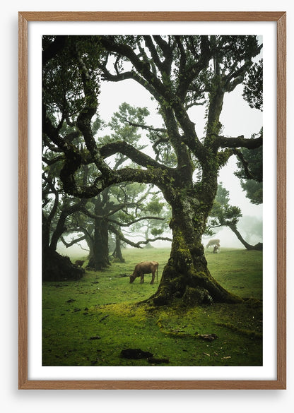Trees