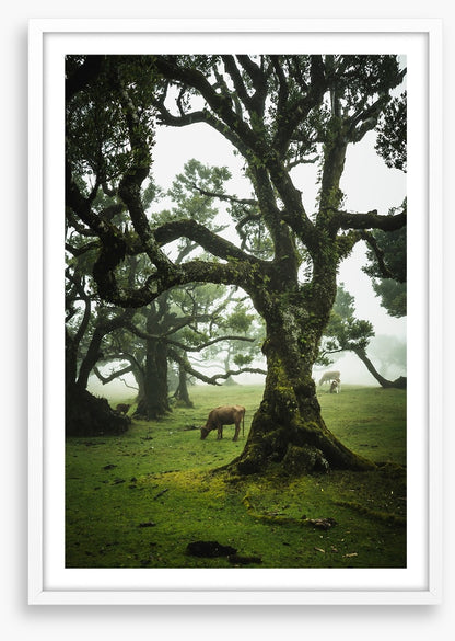Trees