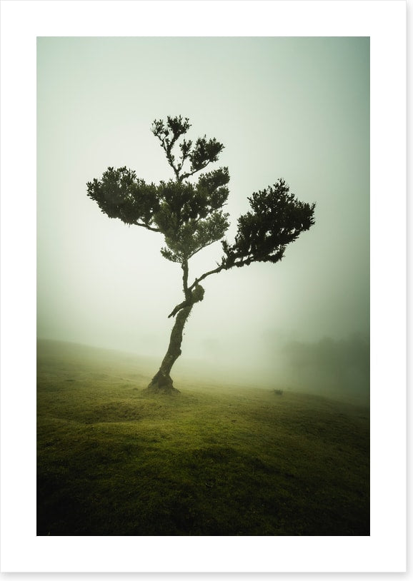 Trees