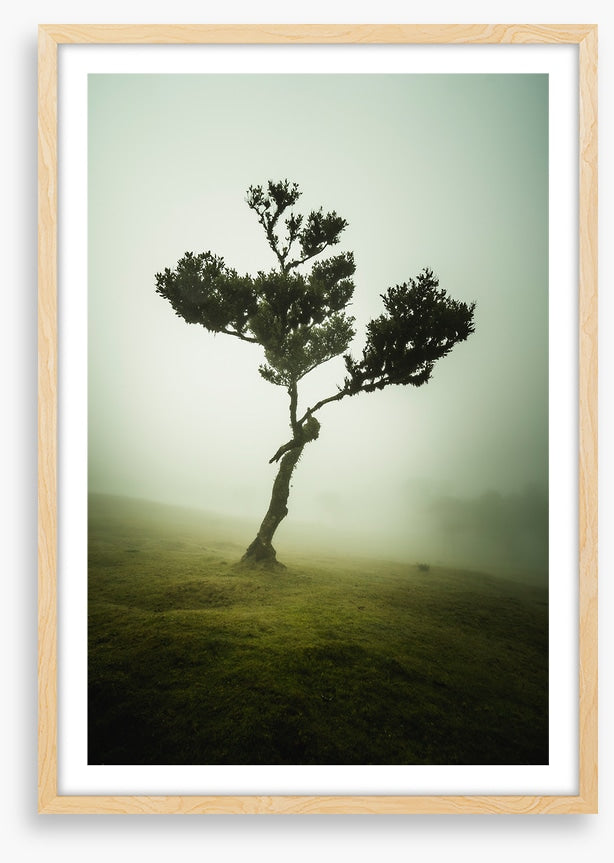 Trees
