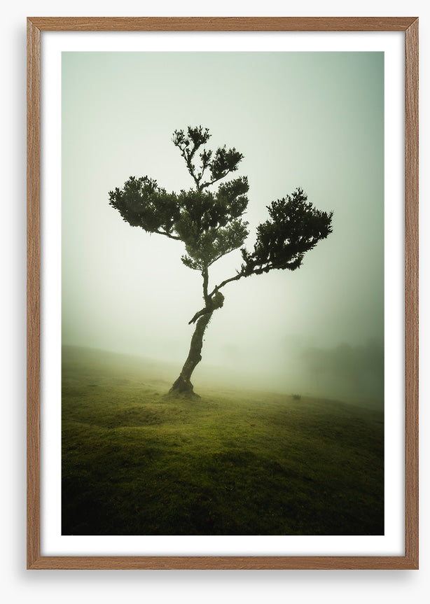 Trees
