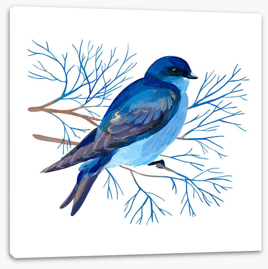 Bluebird branch