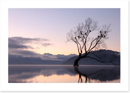 Bare tree birds