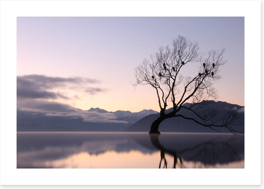 Bare tree birds