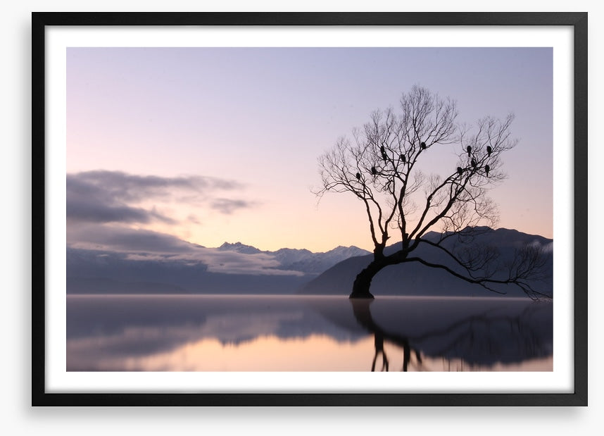 Bare tree birds