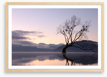 Bare tree birds
