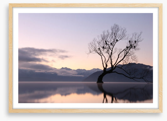 Bare tree birds