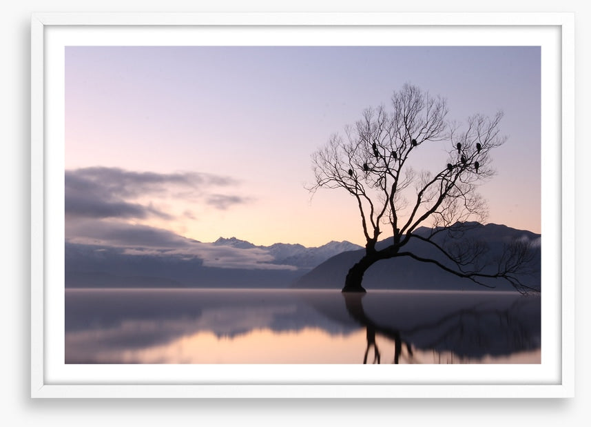 Bare tree birds