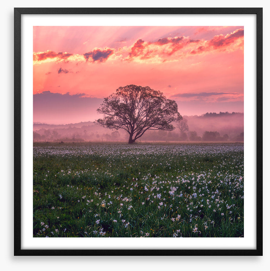 Trees