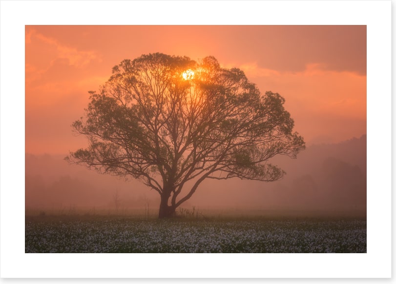 Trees