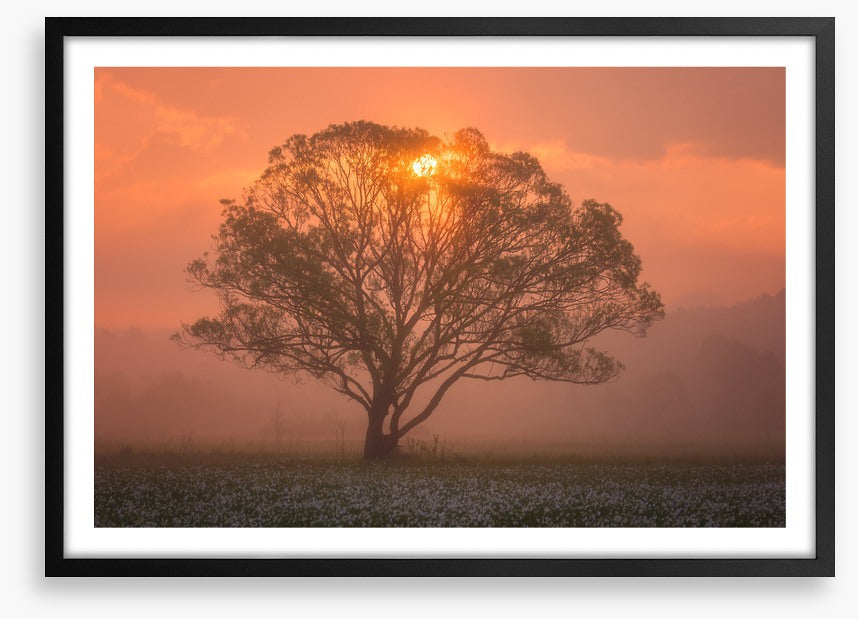 Trees
