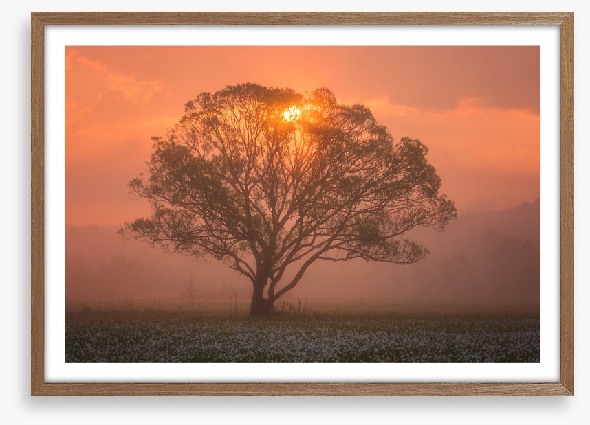Trees