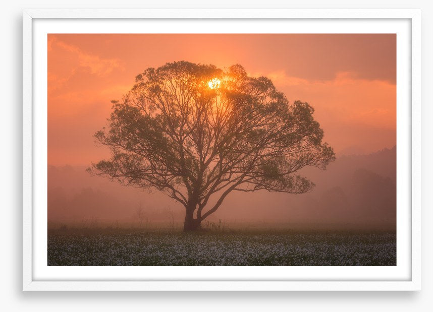 Trees