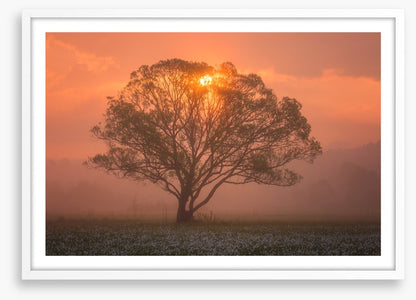 Trees