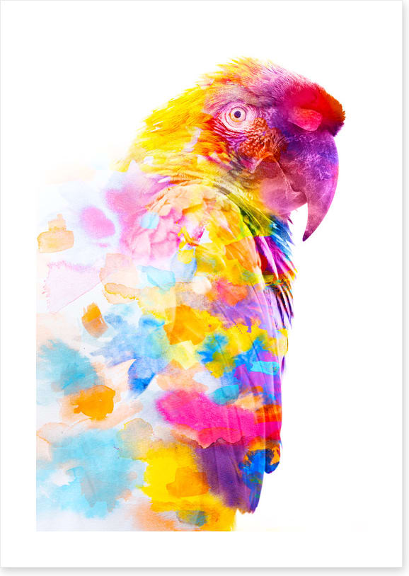 Party plumage II