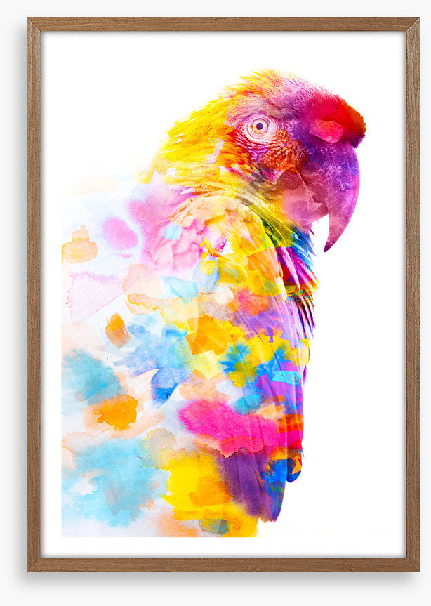 Party plumage II