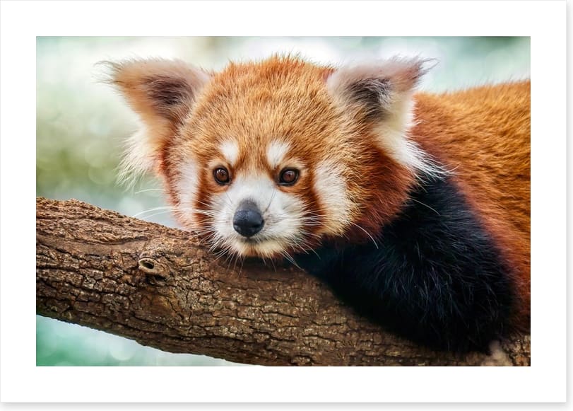 Red panda stare