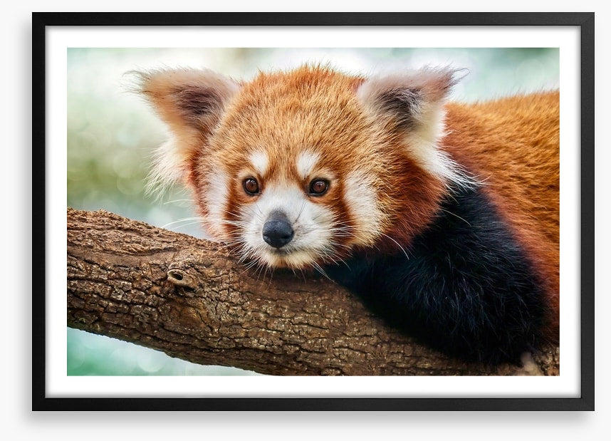 Red panda stare