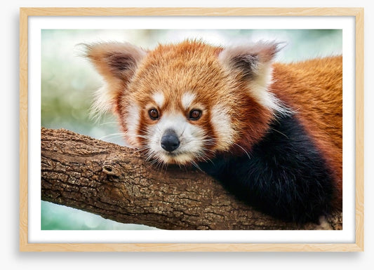 Red panda stare