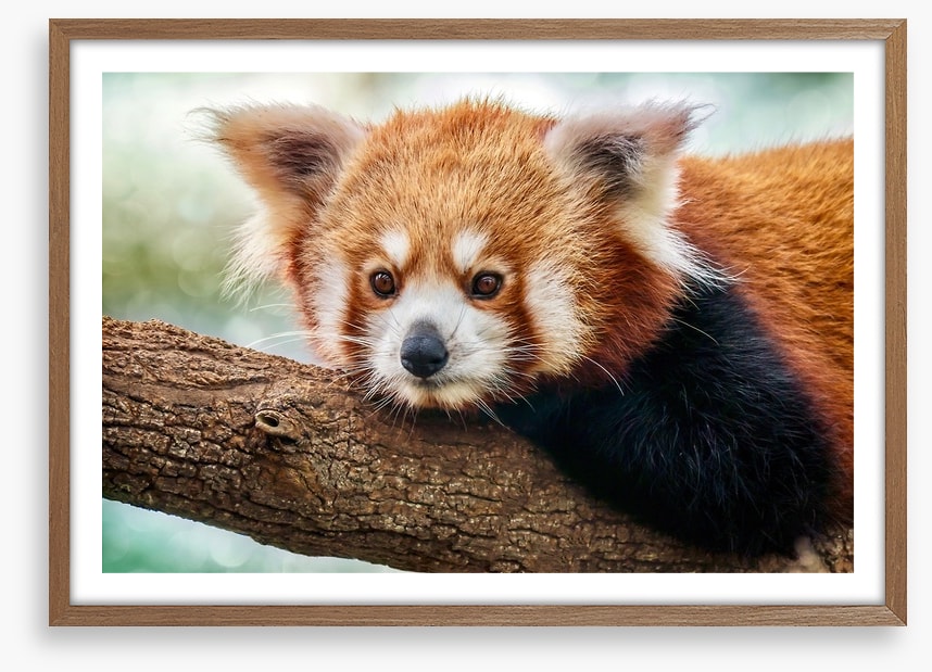 Red panda stare