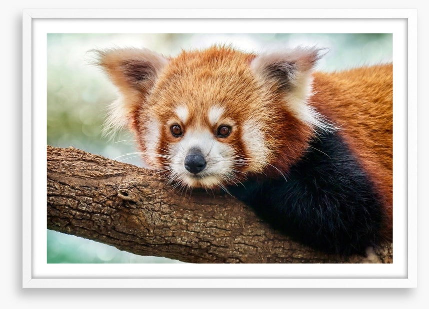 Red panda stare