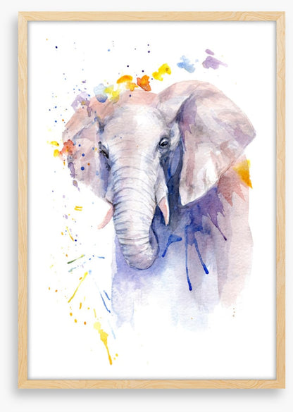 Elephant aura
