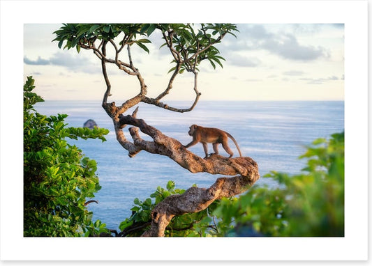 Monkey on the tree