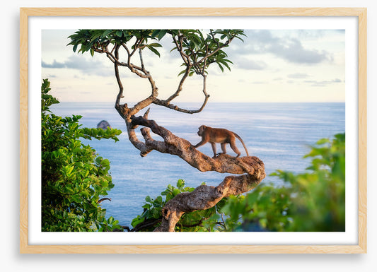 Monkey on the tree