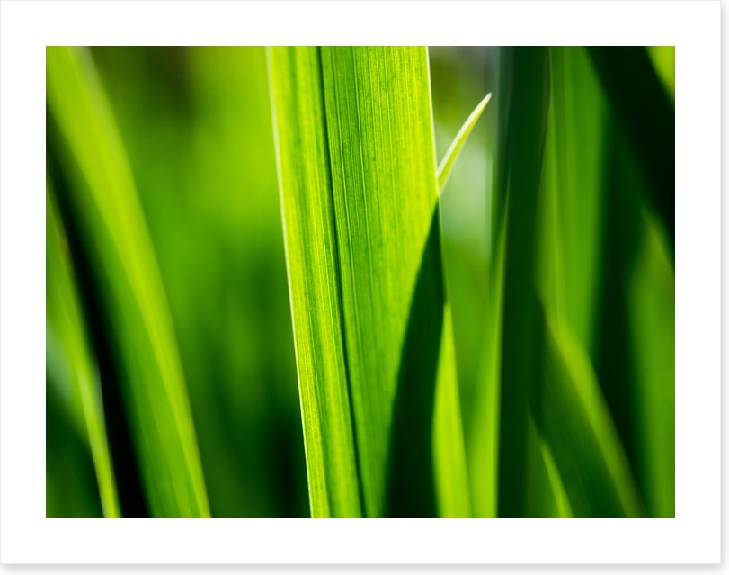 Leaves