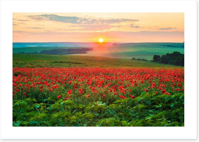 The poppy patch