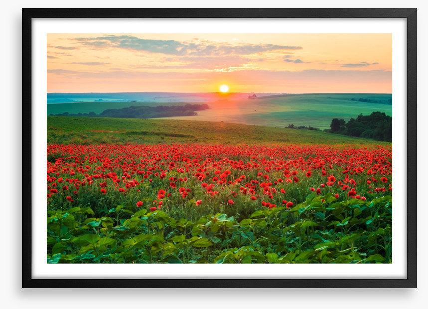 The poppy patch