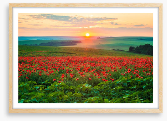 The poppy patch