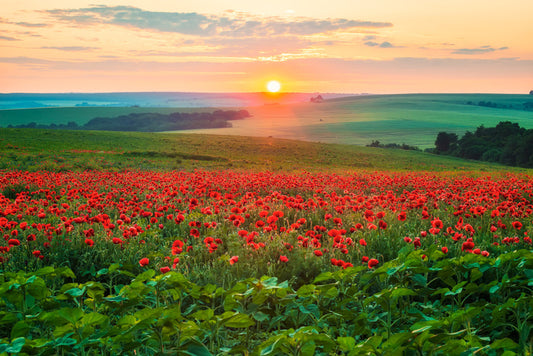 The poppy patch