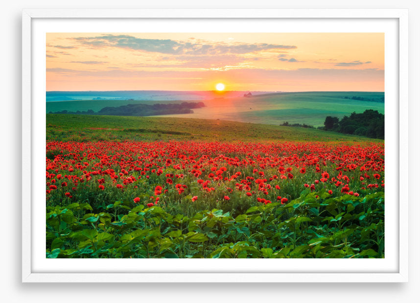 The poppy patch