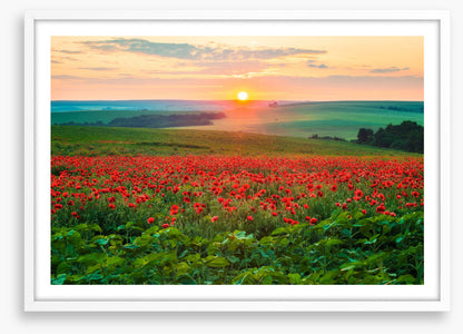 The poppy patch