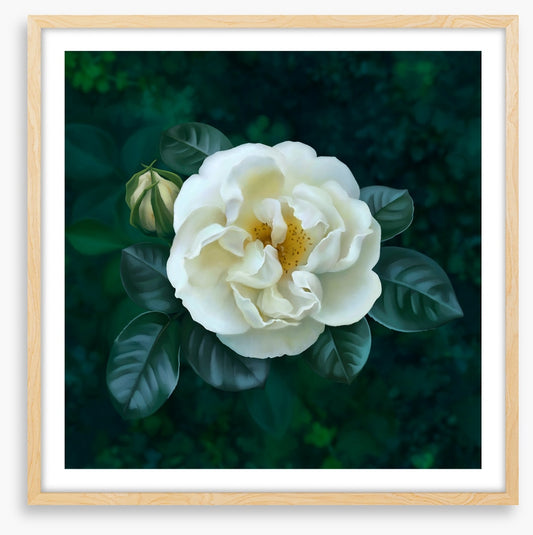 The garden pearl