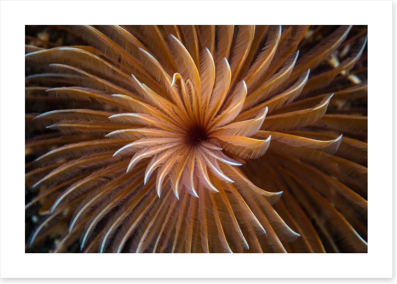 The feather duster