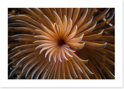 The feather duster